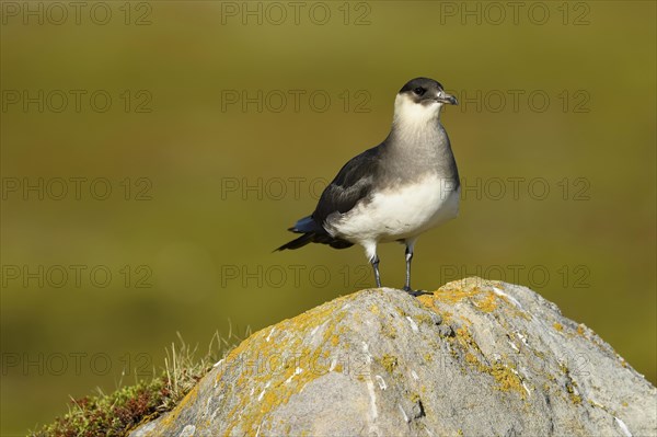 Arctic skua (Stercorarius parasiticus)