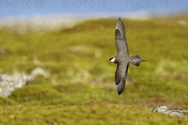 Arctic skua (Stercorarius parasiticus)