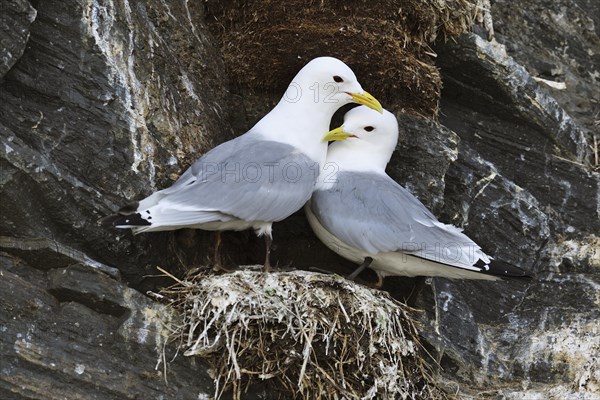 Kittiwakes (Larus tridactyla)