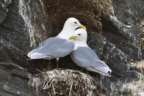 Kittiwakes (Larus tridactyla)