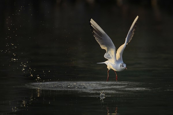 Black-headed gull (Larus ridibundus) in departure over water