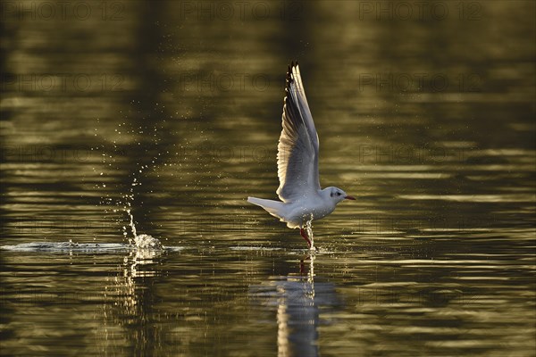 Black-headed gull (Larus ridibundus) in departure over water