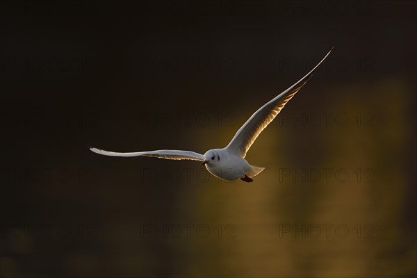 Black-headed gull (Larus ridibundus) in flight