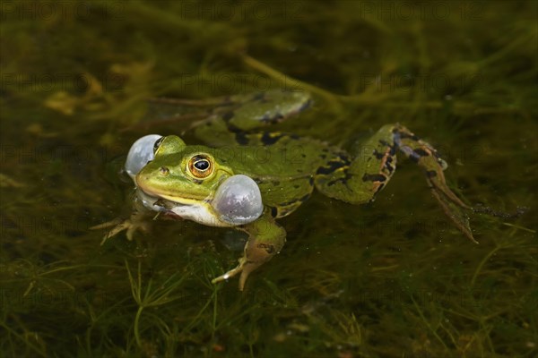 Water frog (rana esculenta)