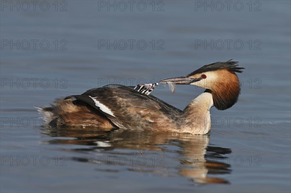 Great crested grebe (Podiceps cristatus)