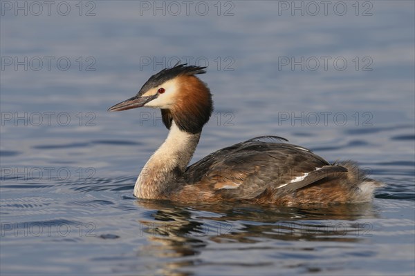 Great crested grebe (Podiceps cristatus)