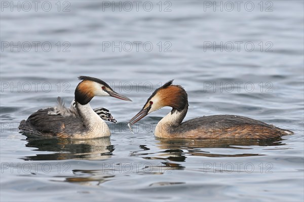 Great crested grebe (Podiceps cristatus)