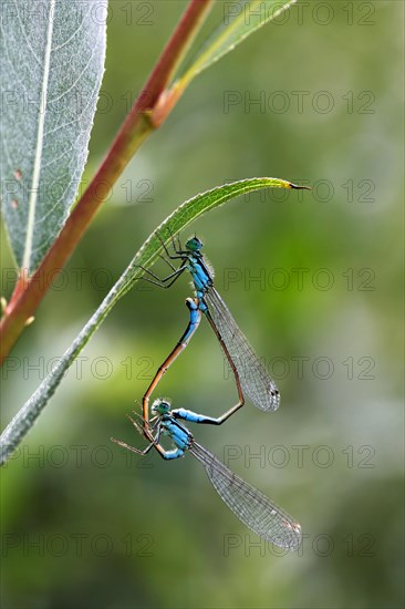 Blue-tailed damselfly (Ischnura elegans) mating
