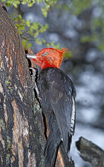 Male Magellanic Woodpecker (Compephilus magellanicus)