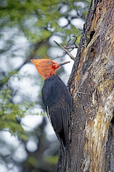 Male Magellanic Woodpecker (Compephilus magellanicus)