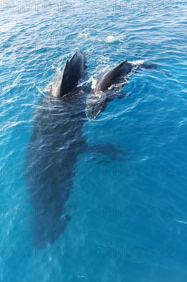 Humpback Whales (Megaptera novaeangliae)