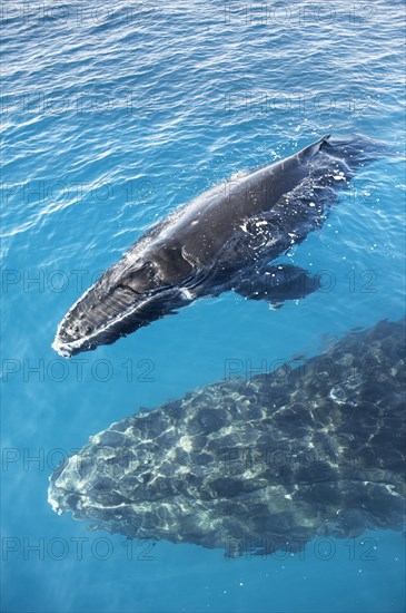 Humpback Whales (Megaptera novaeangliae)