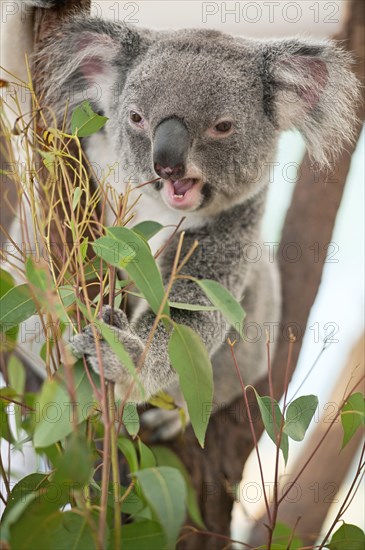 Koala (Phascolarctos cinereus) eating leaves