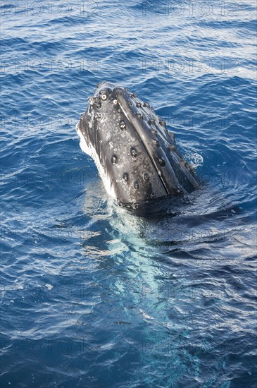 Humpback whale (Megaptera novaeangliae) adult surfacing