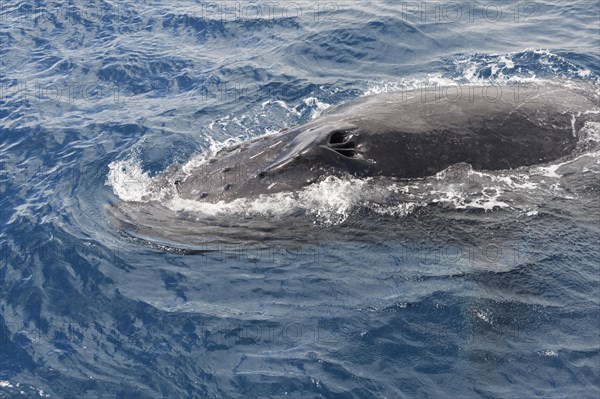 Humpback whale (Megaptera novaeangliae) adult surfacing