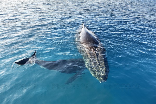 Humpback Whales (Megaptera novaeangliae)