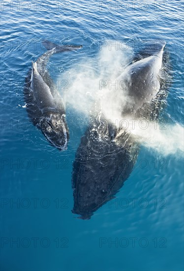 Humpback Whales (Megaptera novaeangliae)