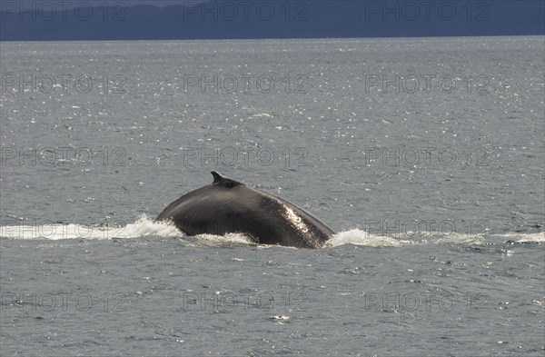 Humpback whale (Megaptera novaeangliae) adult surfacing