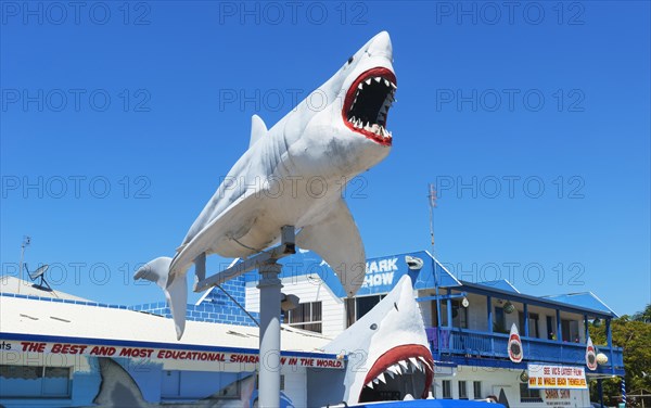 Great White Shark Exhibition shark show