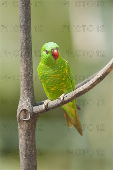 Scaly breasted lorikeet (Trichoglossus chlorolepidotus) sitting on a twig