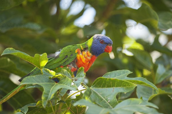 Rainbow Lorikeet