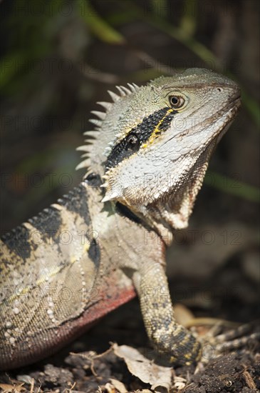 Australian water dragon (Physignathus lesueurii)