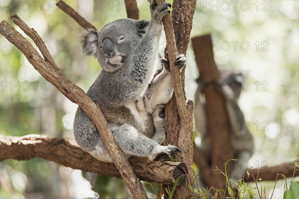 Koala (Phascolarctos cinereus) sleeping on a tree