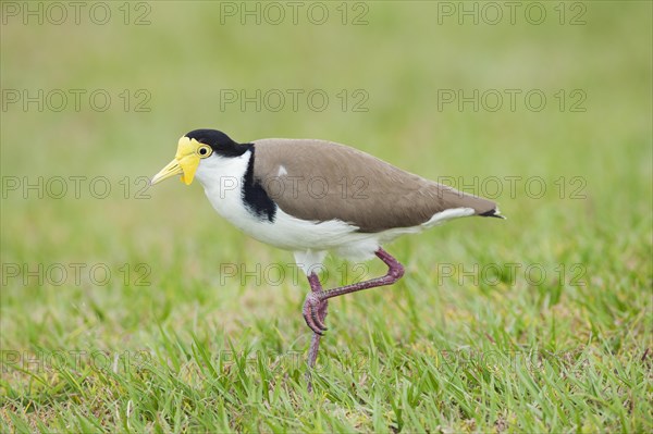 Masked Lapwing (Vanellus miles)