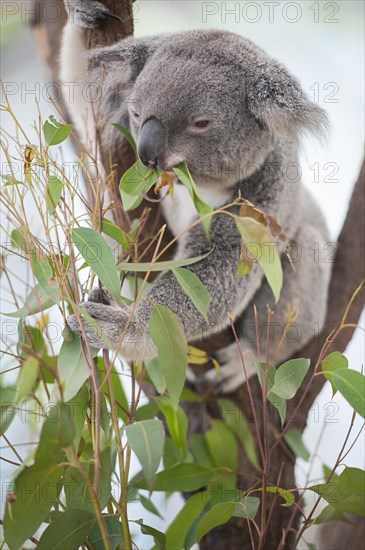 Koala (Phascolarctos cinereus) eating leaves
