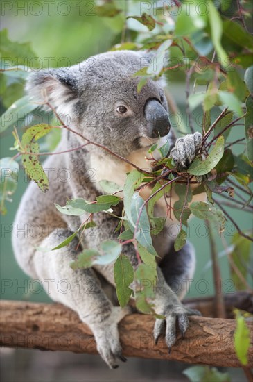 Koala (Phascolarctos cinereus) eating leaves