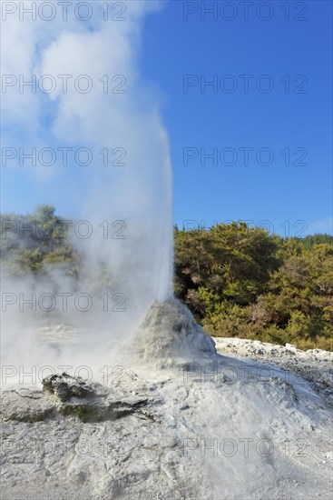 Erupting Lady Knox Geyser