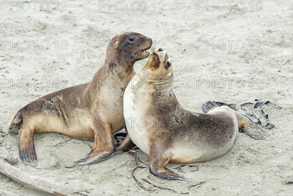 New Zealand Sea Lions (Phocarctos hookeri)