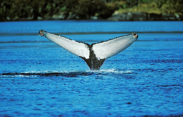 Fluke of a humpback whale (Megaptera novaeangliae)