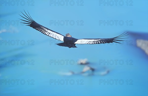Andean Condor (Vultur gryphus) in flight