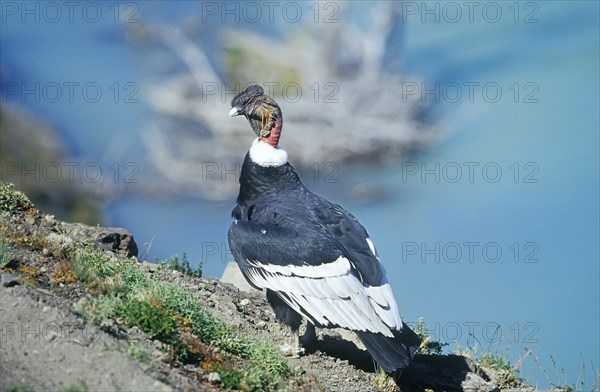 Andean Condor (Vultur gryphus)