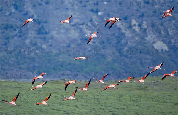 Chilean flamingos (Phoenicopterus chilensis) in flight