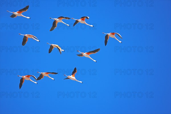 Chilean flamingos (Phoenicopterus chilensis) in flight