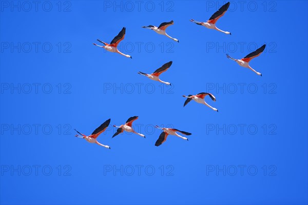 Chilean flamingos (Phoenicopterus chilensis) in flight
