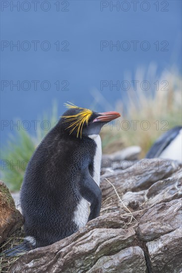 A macaroni penguin (Eudyptes chrysolophus)