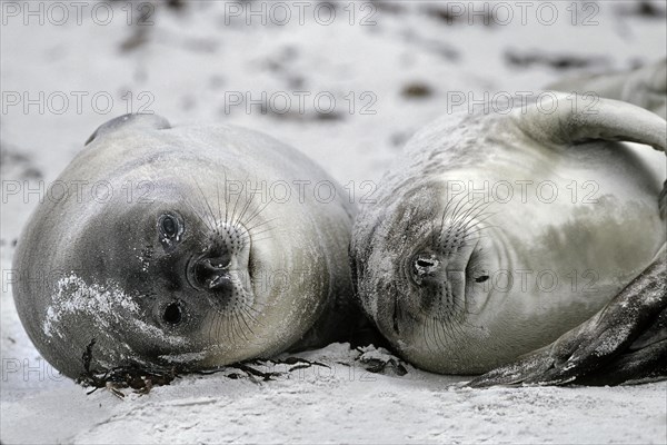 Southern Elephant Seal pups (Mirounga leonina) enjoying the beach