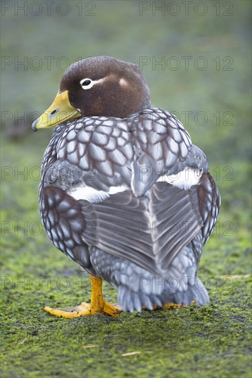 Steamer duck (Tachyeres brachypterus)