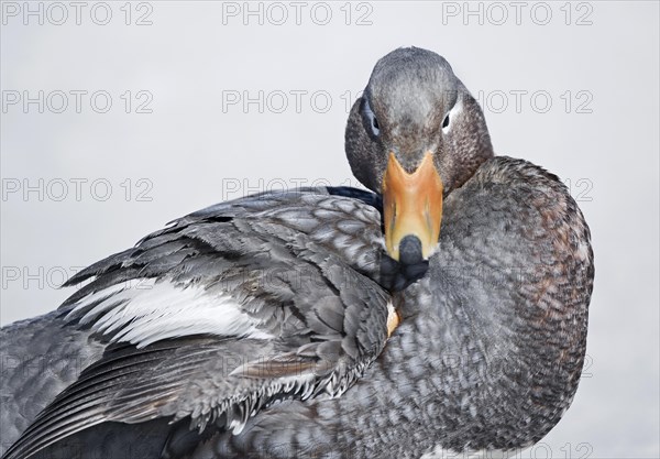 Steamer duck (Tachyeres brachypterus)