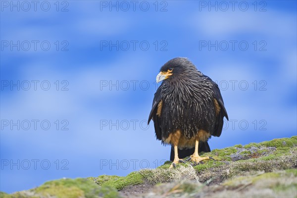 Striated Caracara (Phalcoboenus australis)