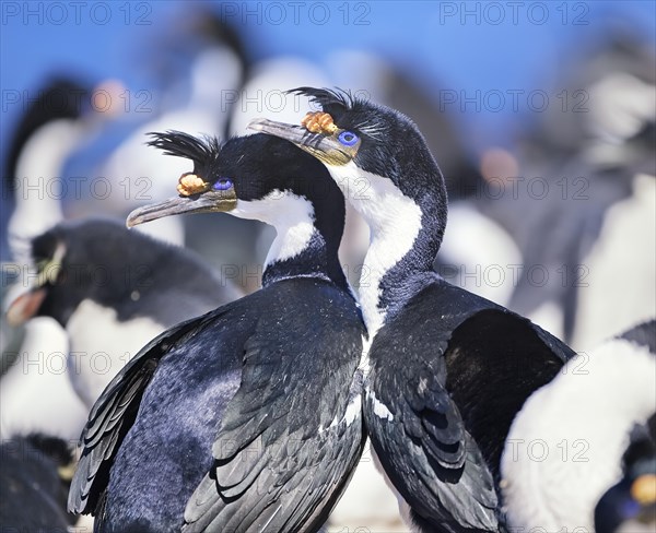 King cormorants (Phalacrocorax atriceps)