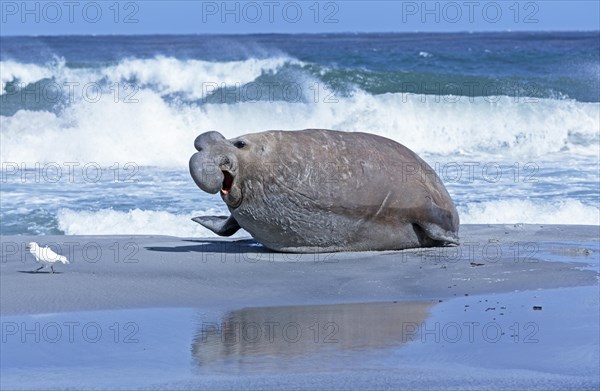 Southern elephant seal (Mirounga leonina) with little bird at beach