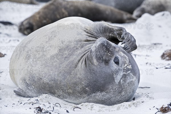 Southern Elephant Seal (Mirounga leonina)