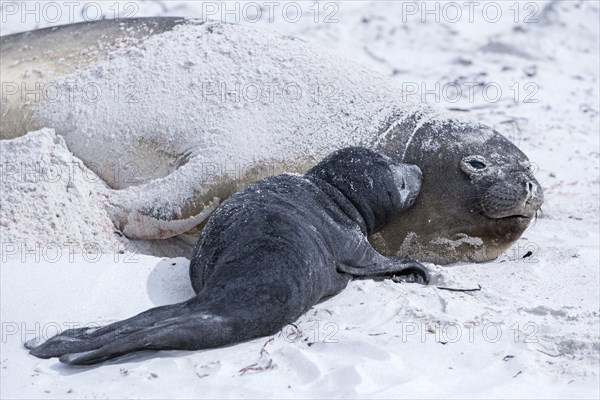 Sea lion with pup