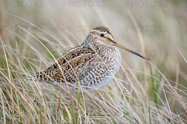 Magellanic Snipe (Gallinago magellanica) in grass