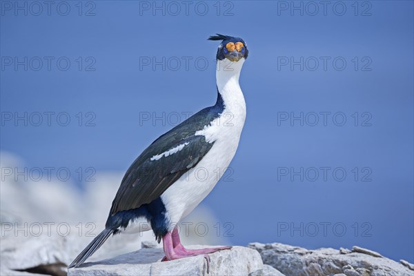 King cormorant