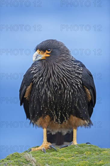 Striated Caracara (Phalcoboenus australis)